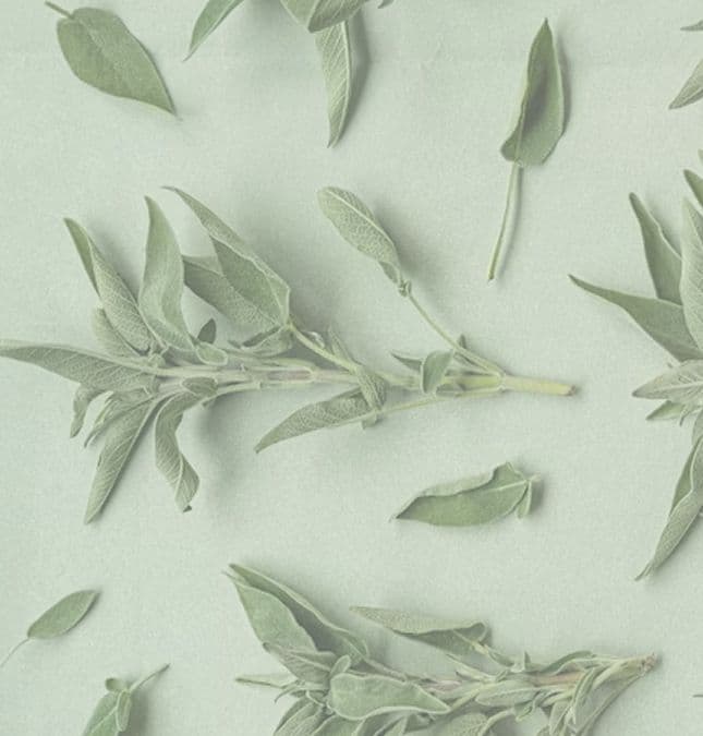Herb Catalogue
