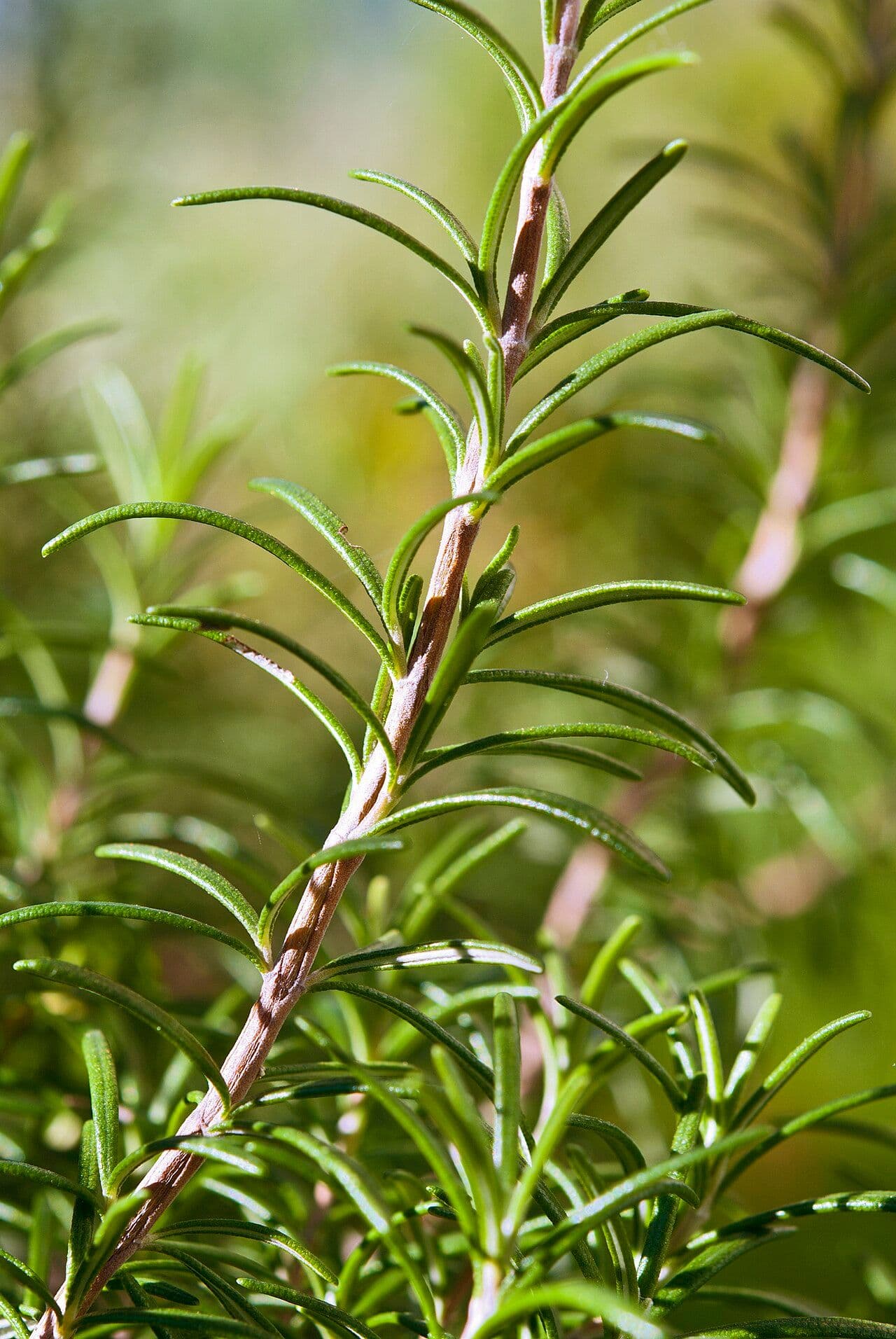 File:Rosmarinus officinalis (1).jpg (image courtesy of T137, CC BY-SA 3.0, via Wikimedia Commons)
